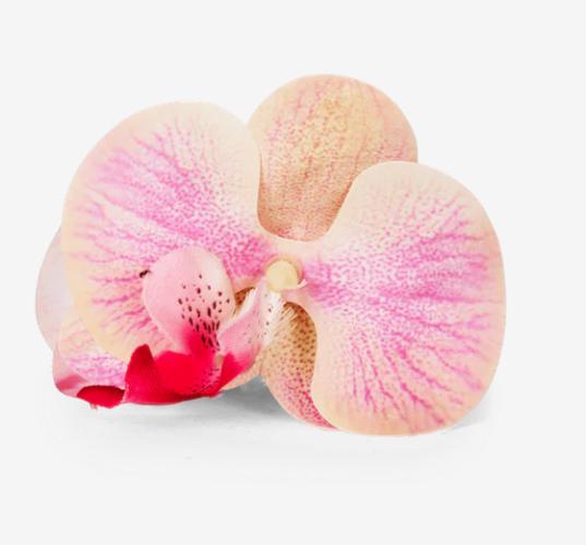 (w) Claw Sui Ava Orchid Middle pink